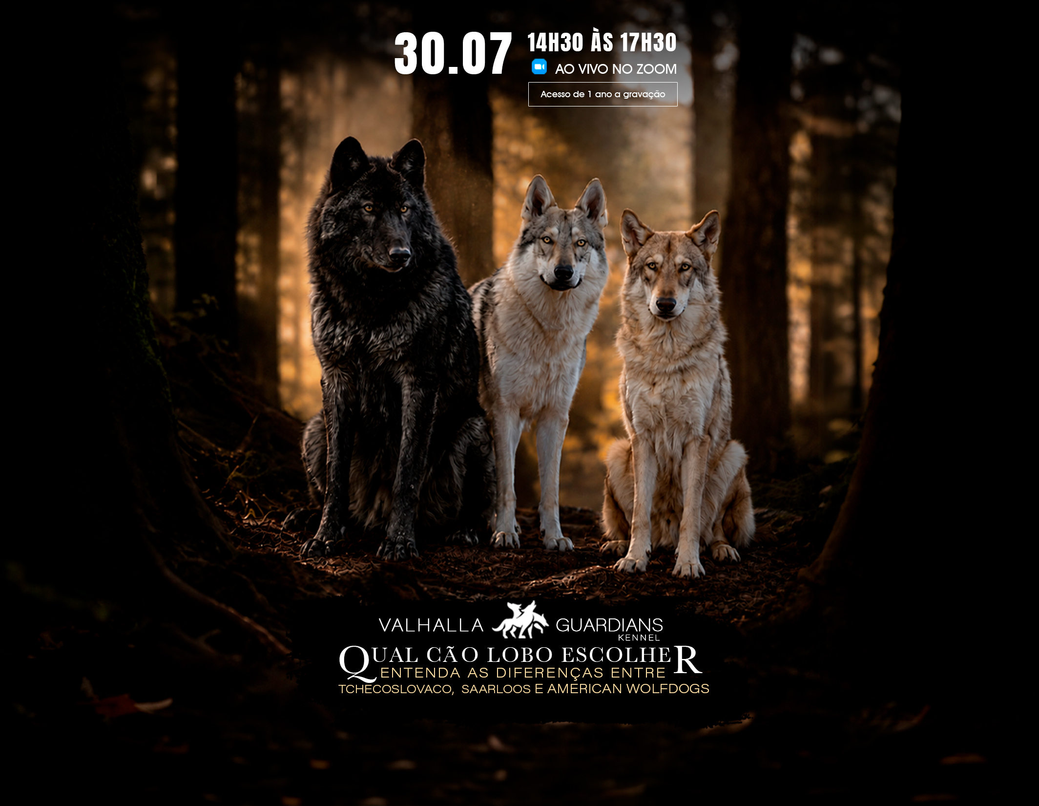Capa da aula Qual Cão Lobo é melhor para você